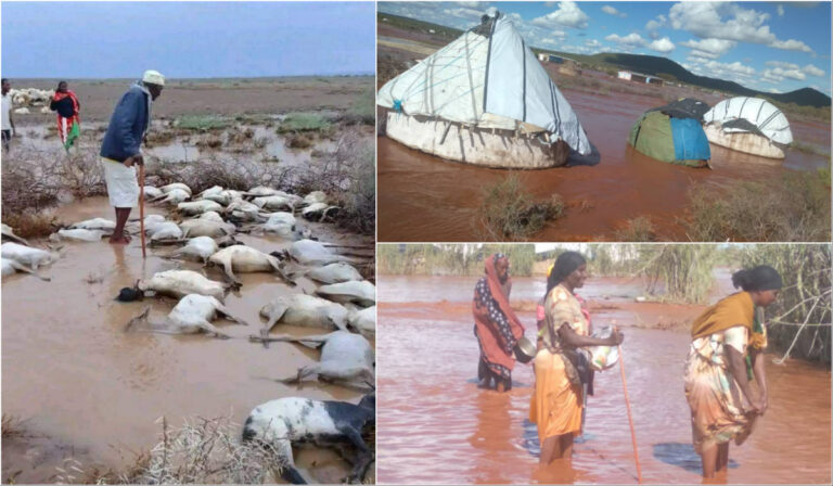 News Heavy Flood Kills Seven In Drought Ravaged Dawa Zone Somali Region Displaces Idps