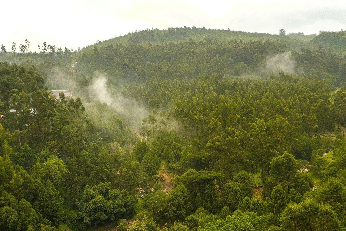 News: Ethiopia seeks extension for implementation of EU deforestation-free regulation