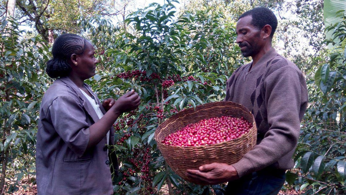 Conflict Brews: Coffee growers in Western Oromia battle for beans amidst militarized conflict, instability - Addis Standard